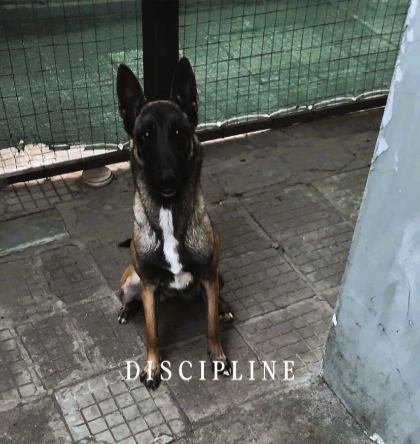 Aira Malinois Obedience