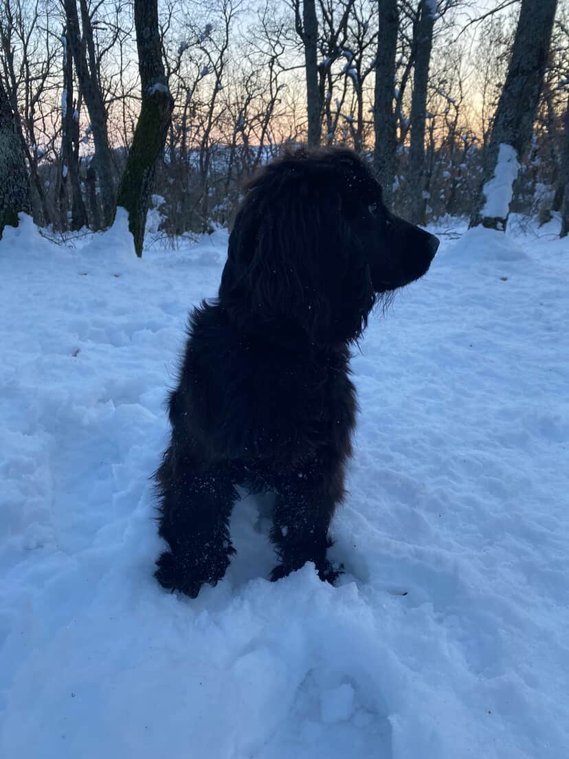 Benji Adult Dog Training
