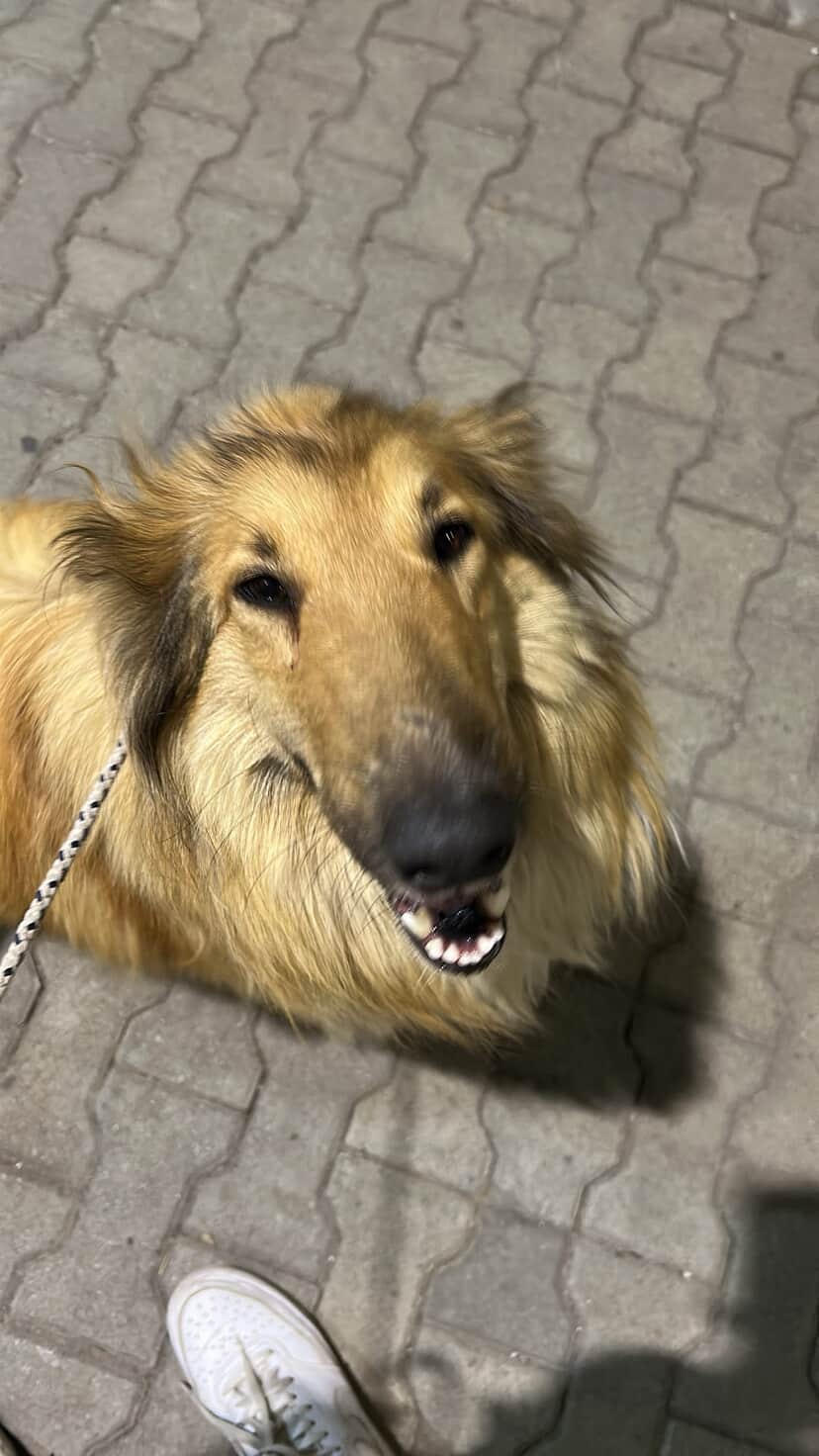 Chara Adult Dog Training