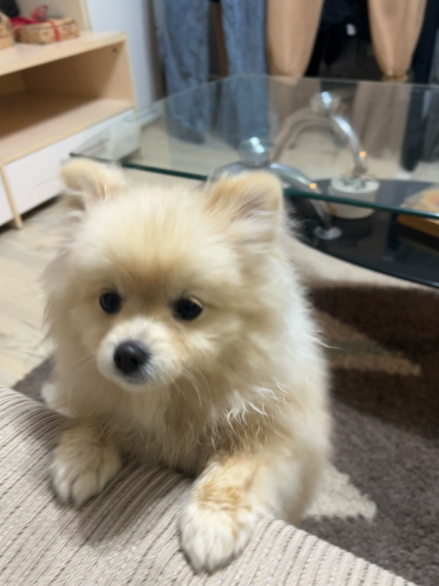 Djuli Puppy Training