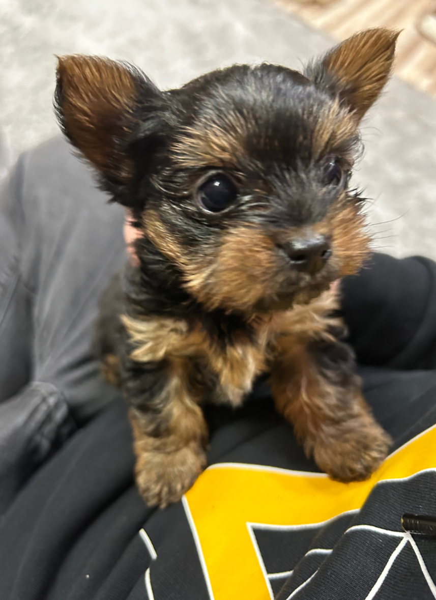 Mike Puppy Training