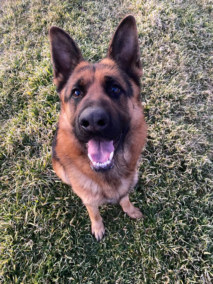 Poncho Old German Shepard Training